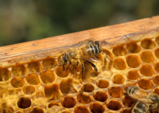 Bouton abeille : comprendre son rôle dans la ruche