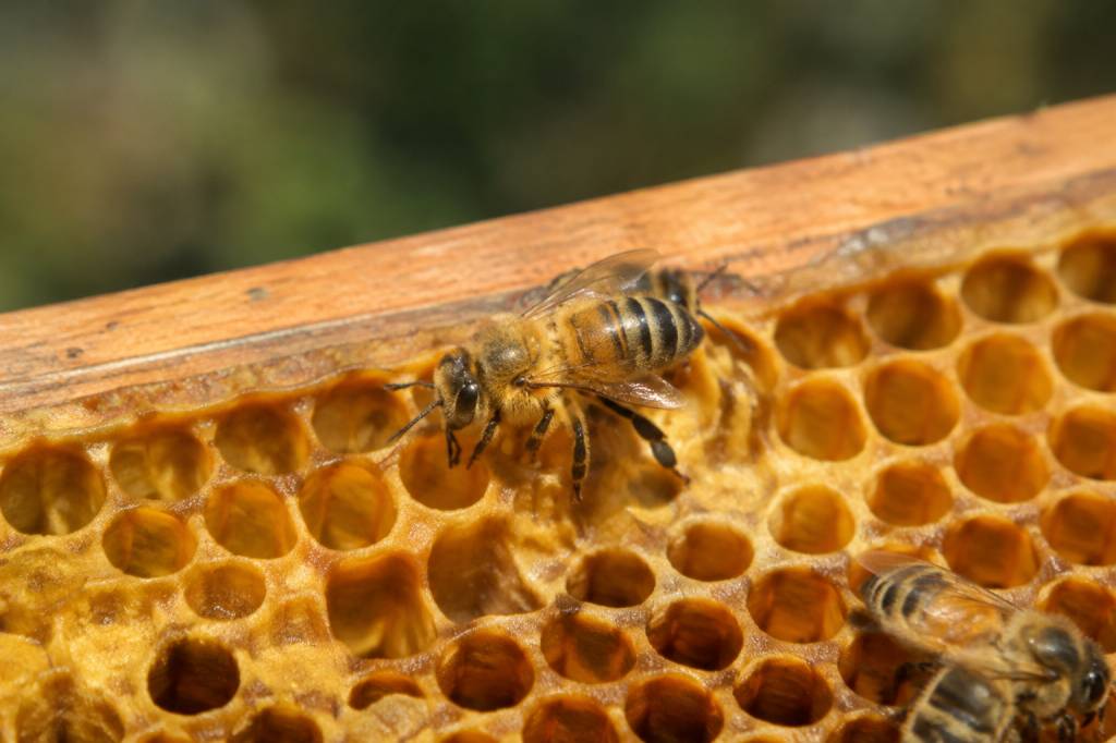 Bouton abeille : comprendre son rôle dans la ruche