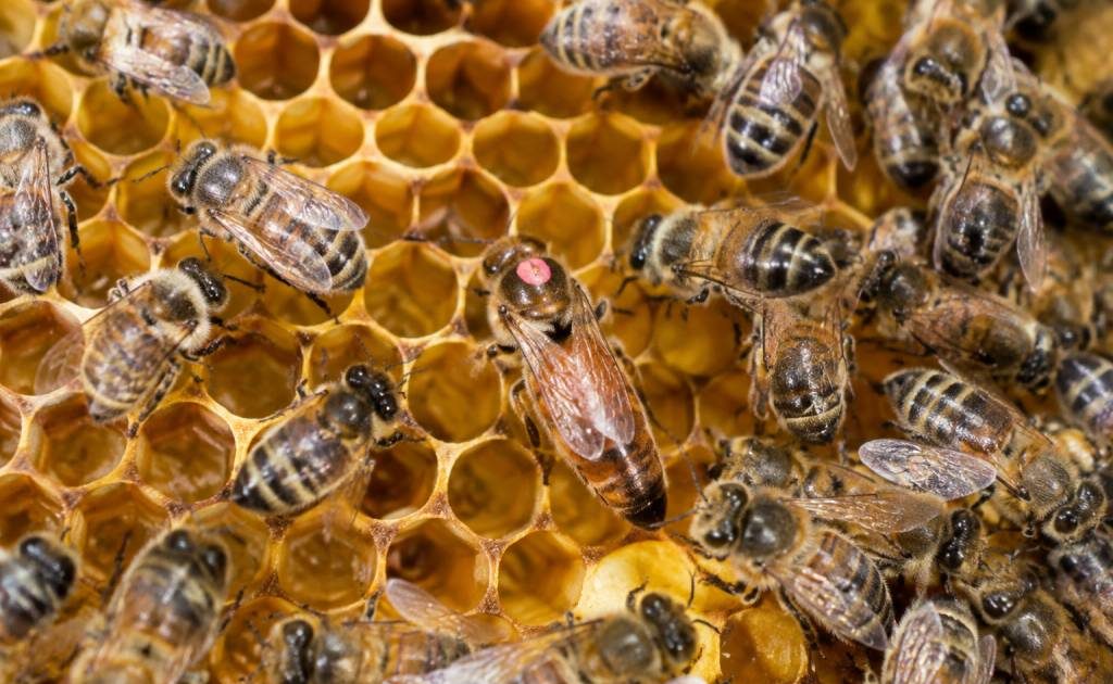 Comment reconnaître la reine des abeilles : les signes pour l’identifier dans une colonie
