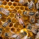 Comment reconnaître la reine des abeilles : les signes pour l’identifier dans une colonie