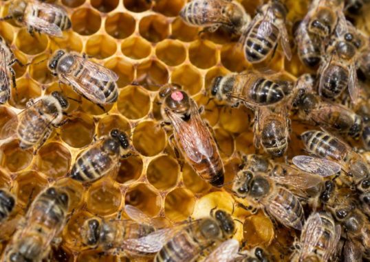 Comment reconnaître la reine des abeilles : les signes pour l’identifier dans une colonie