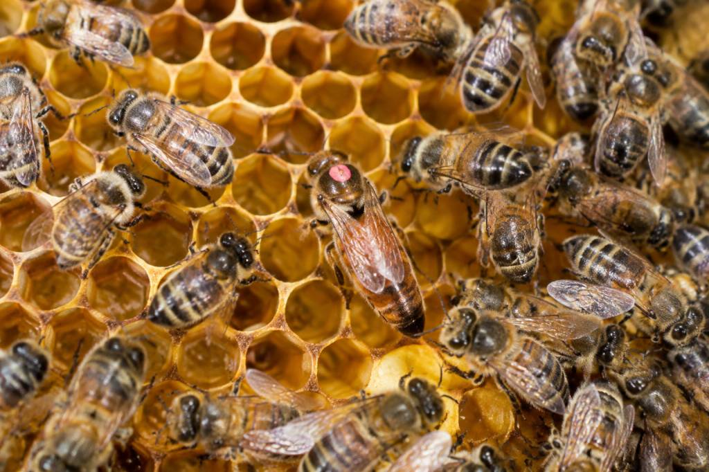 Comment reconnaître la reine des abeilles : les signes pour l’identifier dans une colonie