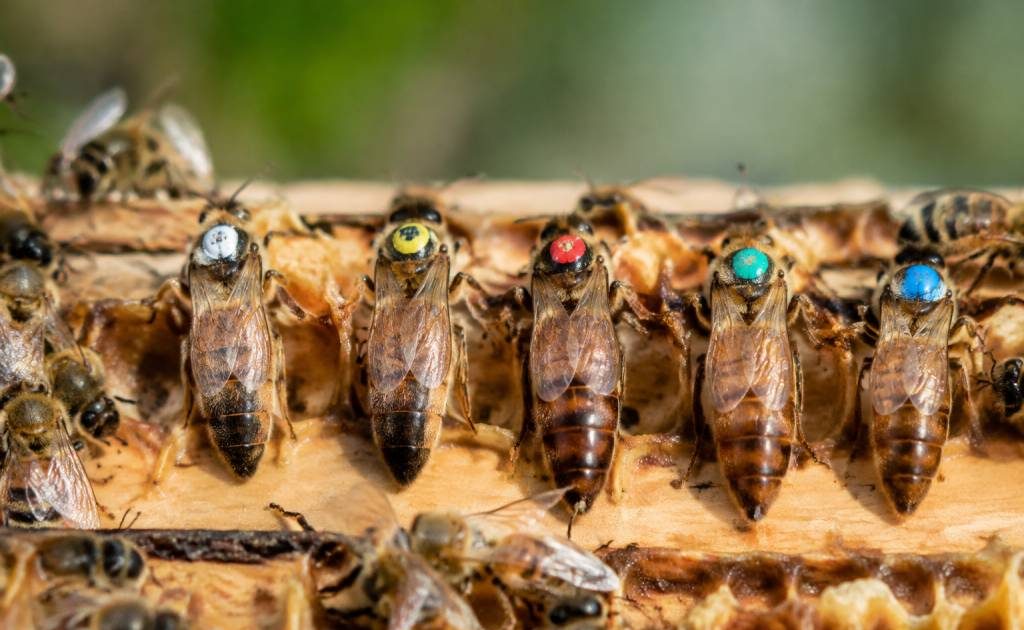 Couleurs des reines abeilles : que signifient-elles ?