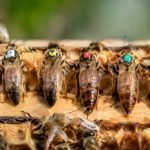 Couleurs des reines abeilles : que signifient-elles ?