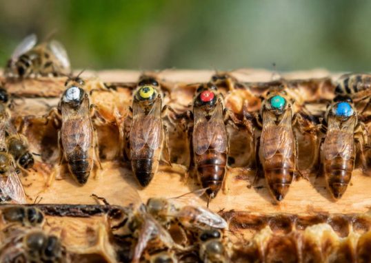 Couleurs des reines abeilles : que signifient-elles ?