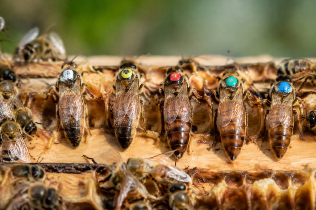 Couleurs des reines abeilles : que signifient-elles ?