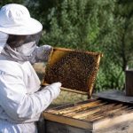 Cueille essaim : les bons gestes pour récupérer un essaim d’abeilles