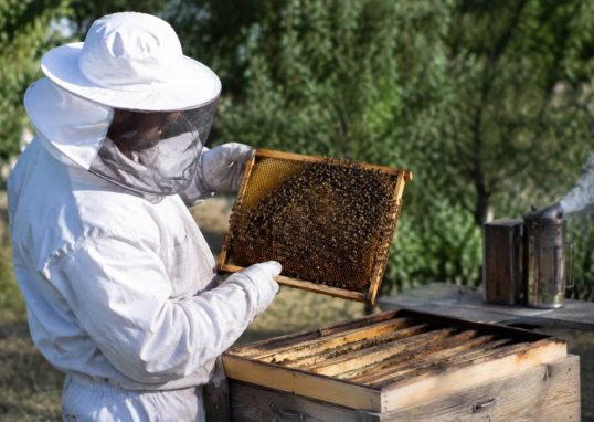 Cueille essaim : les bons gestes pour récupérer un essaim d’abeilles