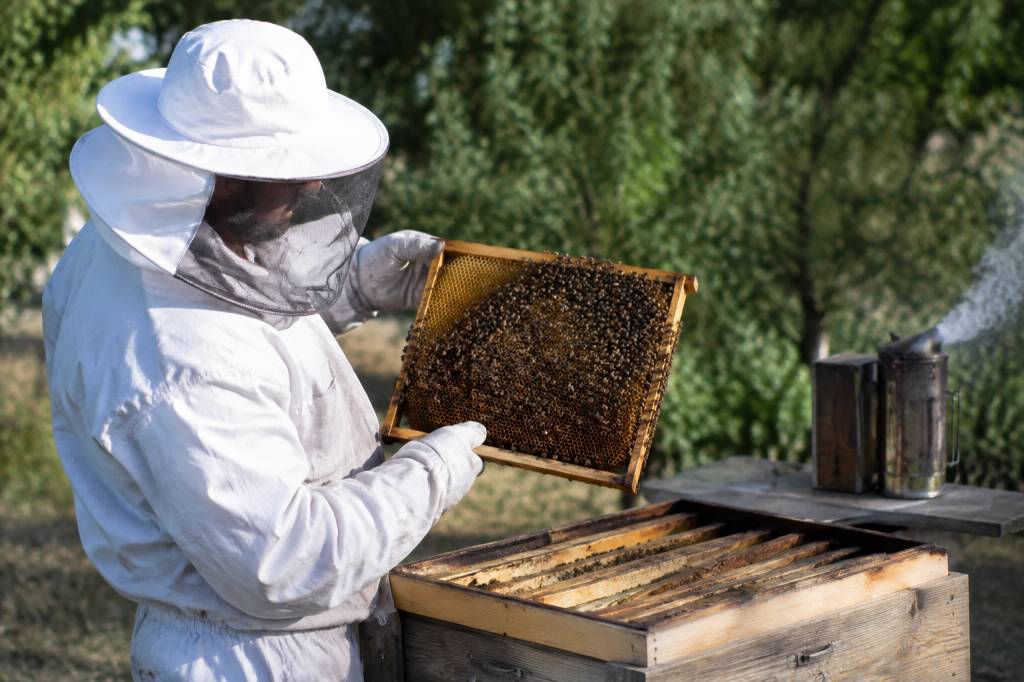 Cueille essaim : les bons gestes pour récupérer un essaim d’abeilles