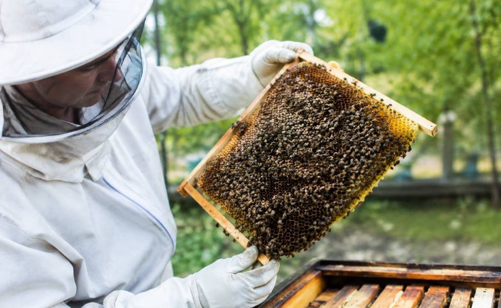 Acheter un essaim d'abeille : conseils pour choisir des abeilles en bonne santé