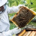 Acheter un essaim d'abeille : conseils pour choisir des abeilles en bonne santé