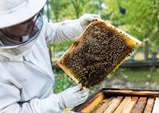 Acheter un essaim d'abeille : conseils pour choisir des abeilles en bonne santé