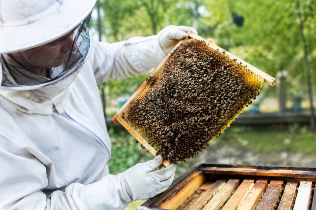 Acheter un essaim d'abeille : conseils pour choisir des abeilles en bonne santé