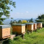 Orientation des ruches : les conseils pour bien les installer