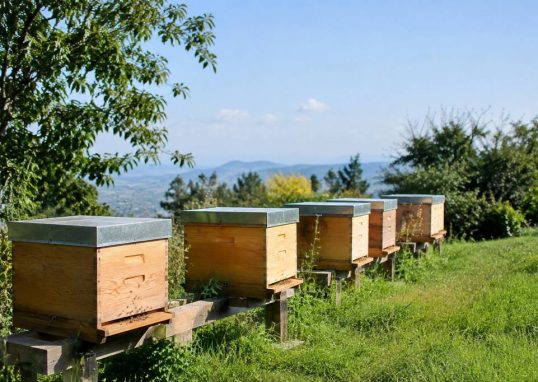 Orientation des ruches : les conseils pour bien les installer