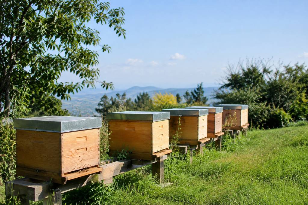 Orientation des ruches : les conseils pour bien les installer