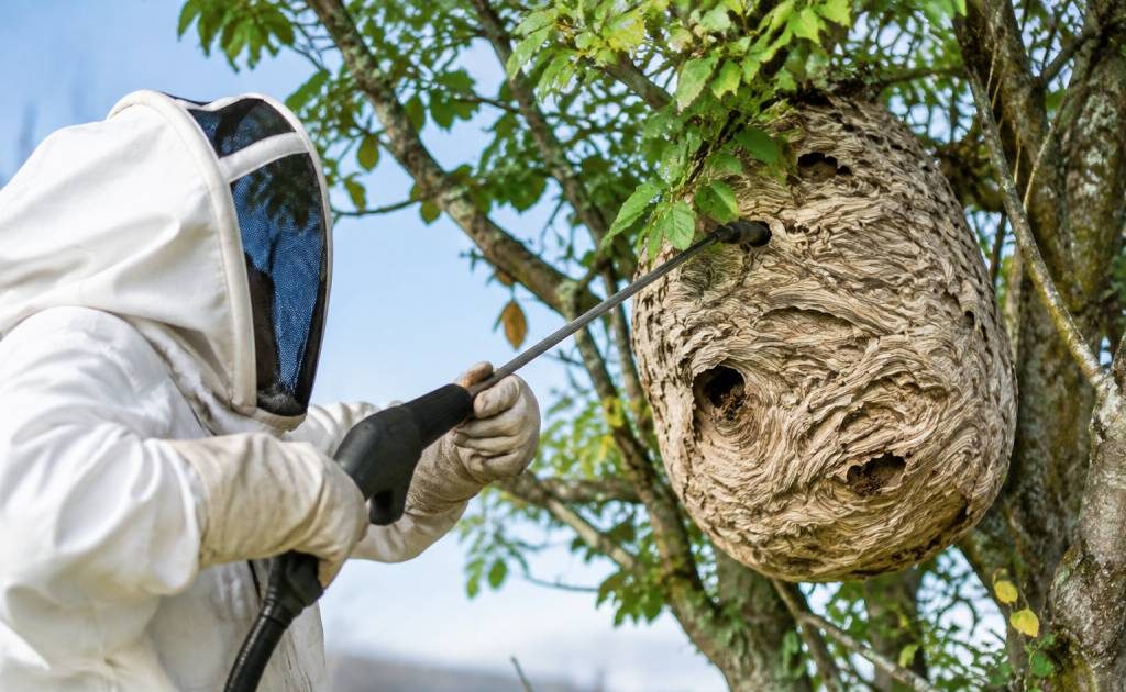Apiculture à Limoges : destruction de nids de frelons asiatiques et de guêpes
