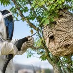 Apiculture à Limoges : destruction de nids de frelons asiatiques et de guêpes