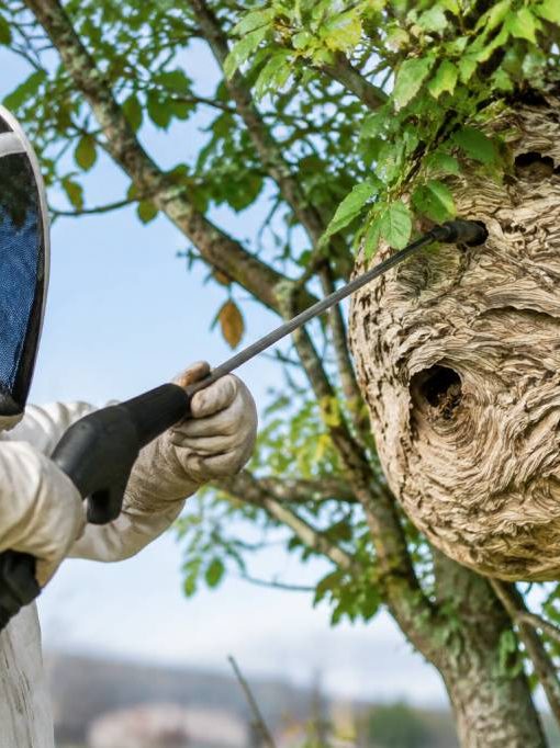 Apiculture à Limoges : destruction de nids de frelons asiatiques et de guêpes