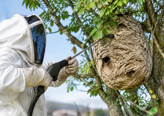 Apiculture à Limoges : destruction de nids de frelons asiatiques et de guêpes