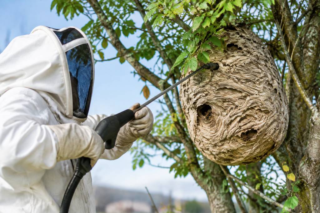 Apiculture à Limoges : destruction de nids de frelons asiatiques et de guêpes