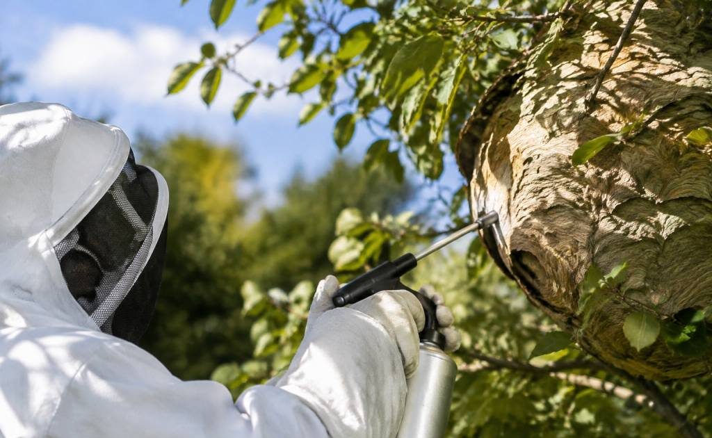 Apiculture Vosges : destruction de nids de frelons asiatiques et de guêpes