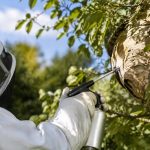Apiculture Vosges : destruction de nids de frelons asiatiques et de guêpes