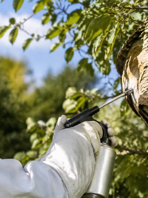 Apiculture Vosges : destruction de nids de frelons asiatiques et de guêpes