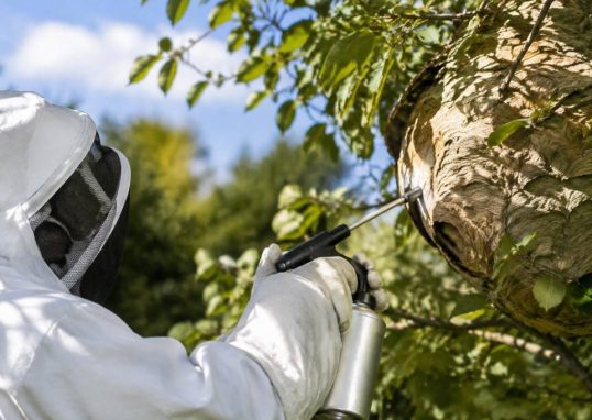 Apiculture Vosges : destruction de nids de frelons asiatiques et de guêpes