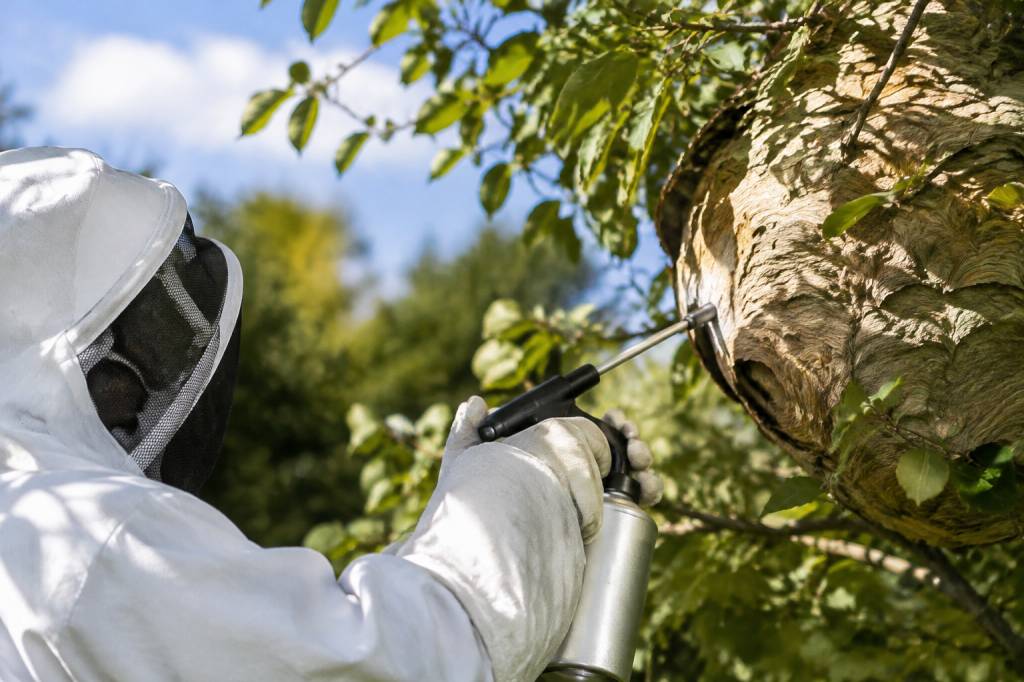 Apiculture Vosges : destruction de nids de frelons asiatiques et de guêpes