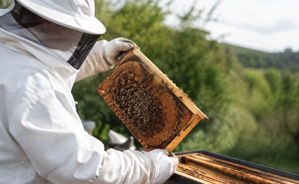 Calendrier traitement varroa : les dates clés pour protéger vos colonies