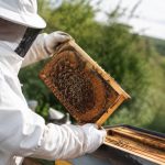 Calendrier traitement varroa : les dates clés pour protéger vos colonies