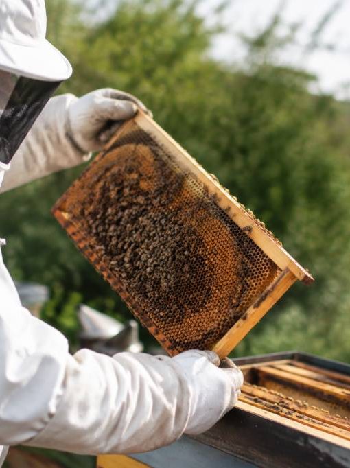 Calendrier traitement varroa : les dates clés pour protéger vos colonies
