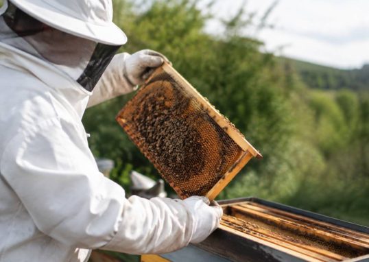 Calendrier traitement varroa : les dates clés pour protéger vos colonies