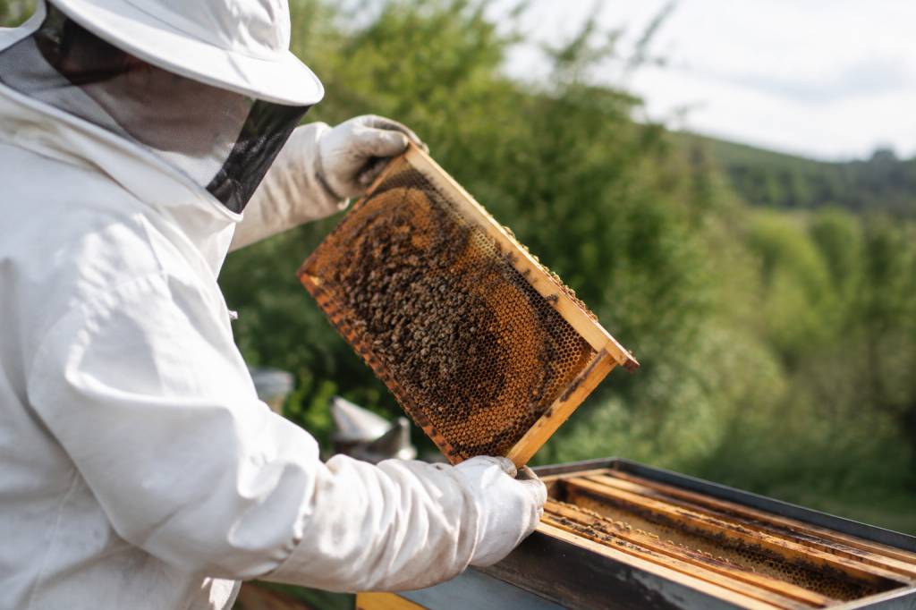 Calendrier traitement varroa : les dates clés pour protéger vos colonies