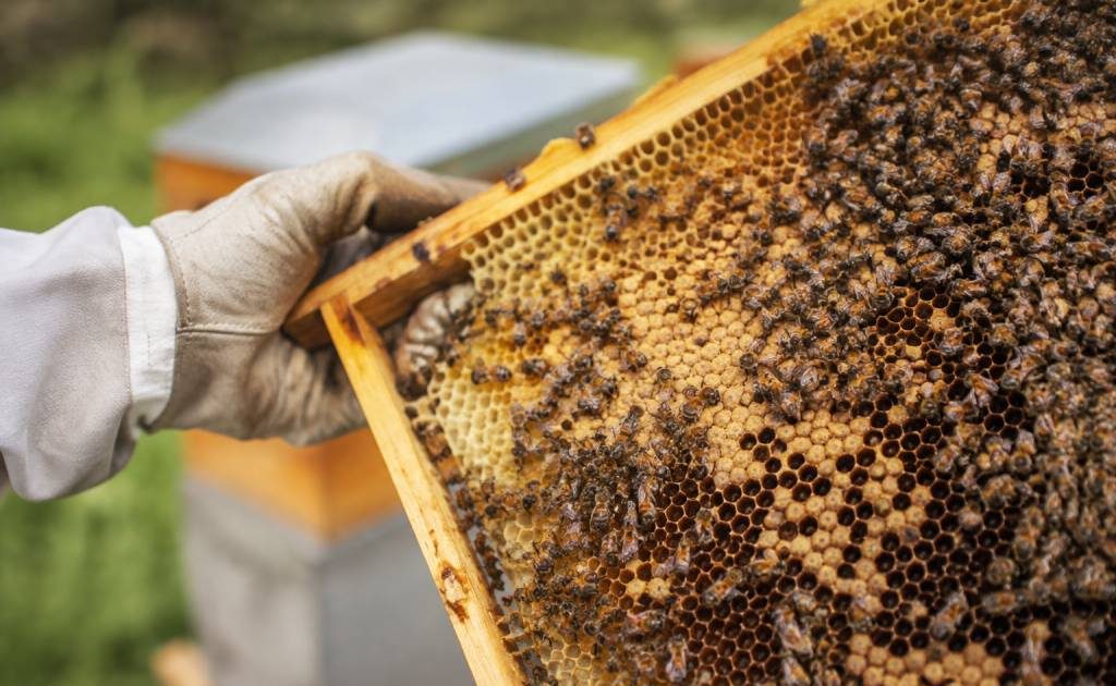 Nosema apis : symptômes, diagnostic et prévention en apiculture