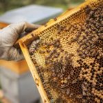 Nosema apis : symptômes, diagnostic et prévention en apiculture