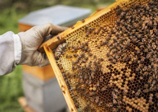 Nosema apis : symptômes, diagnostic et prévention en apiculture