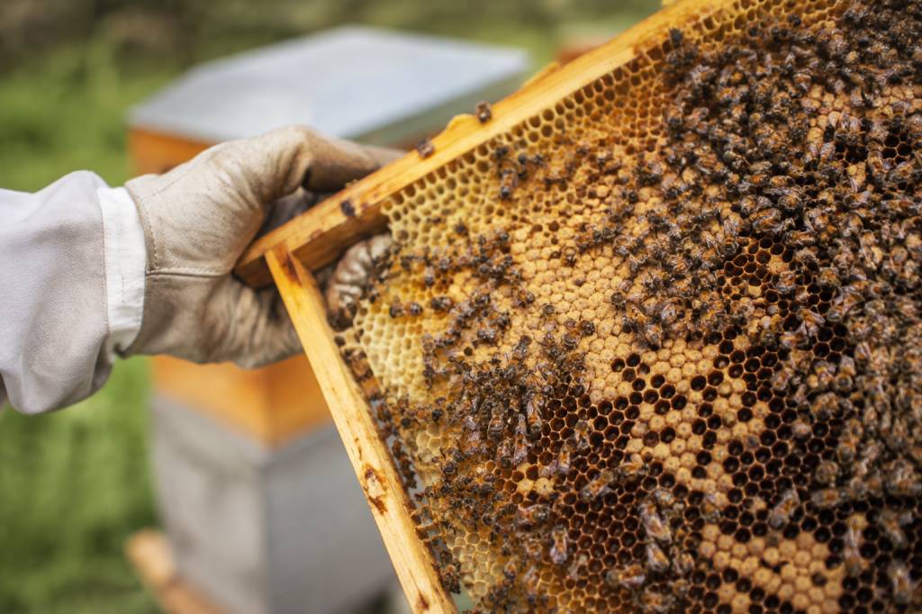 Nosema apis : symptômes, diagnostic et prévention en apiculture