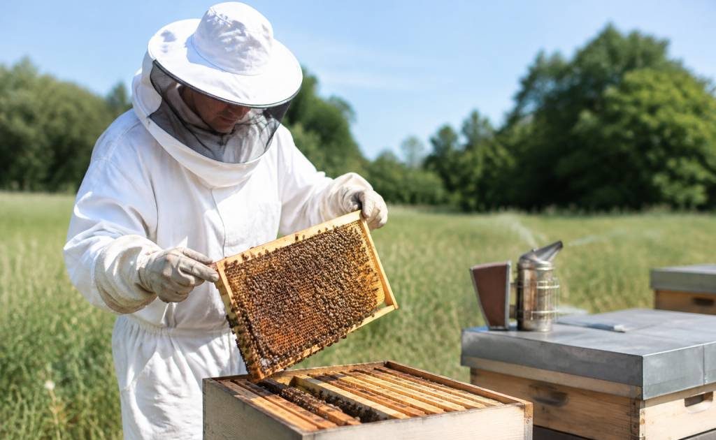 Magasin apiculture autour de moi : trouver le bon équipement pour vos ruches