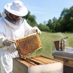 Magasin apiculture autour de moi : trouver le bon équipement pour vos ruches