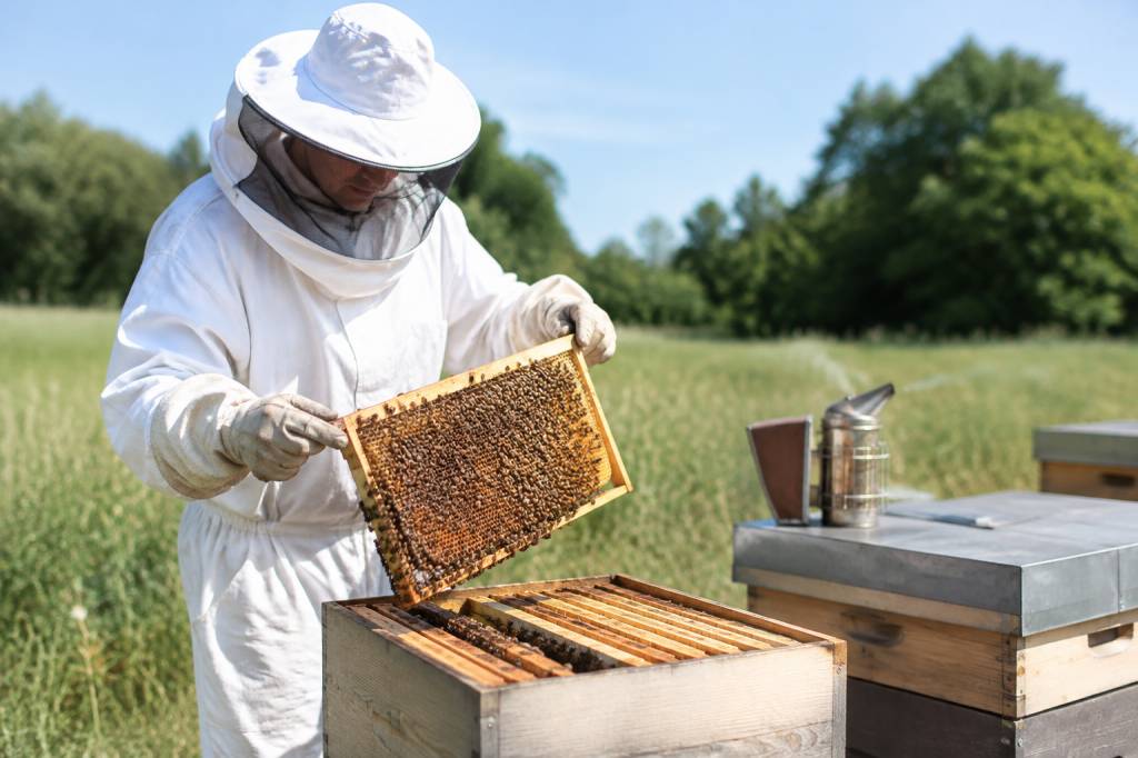 Magasin apiculture autour de moi : trouver le bon équipement pour vos ruches