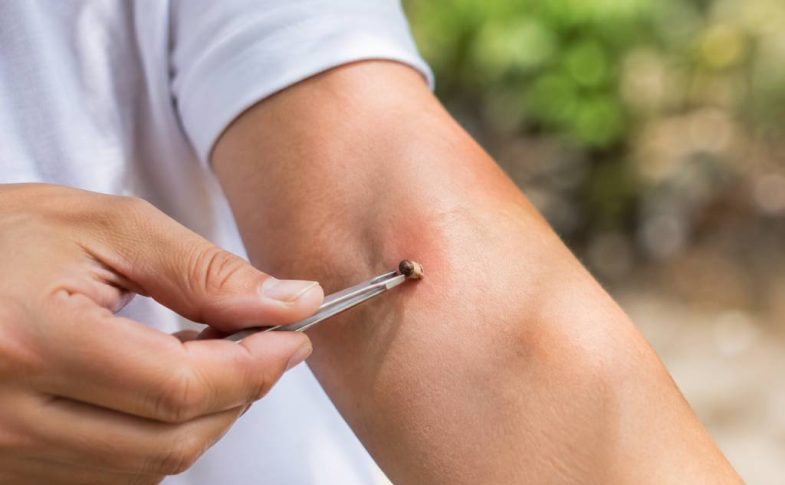 Soigner une piqure d’abeille : gestes et précautions à connaître