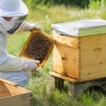 Ruche basse consommation : plan pour une apiculture plus économe