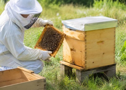 Ruche basse consommation : plan pour une apiculture plus économe
