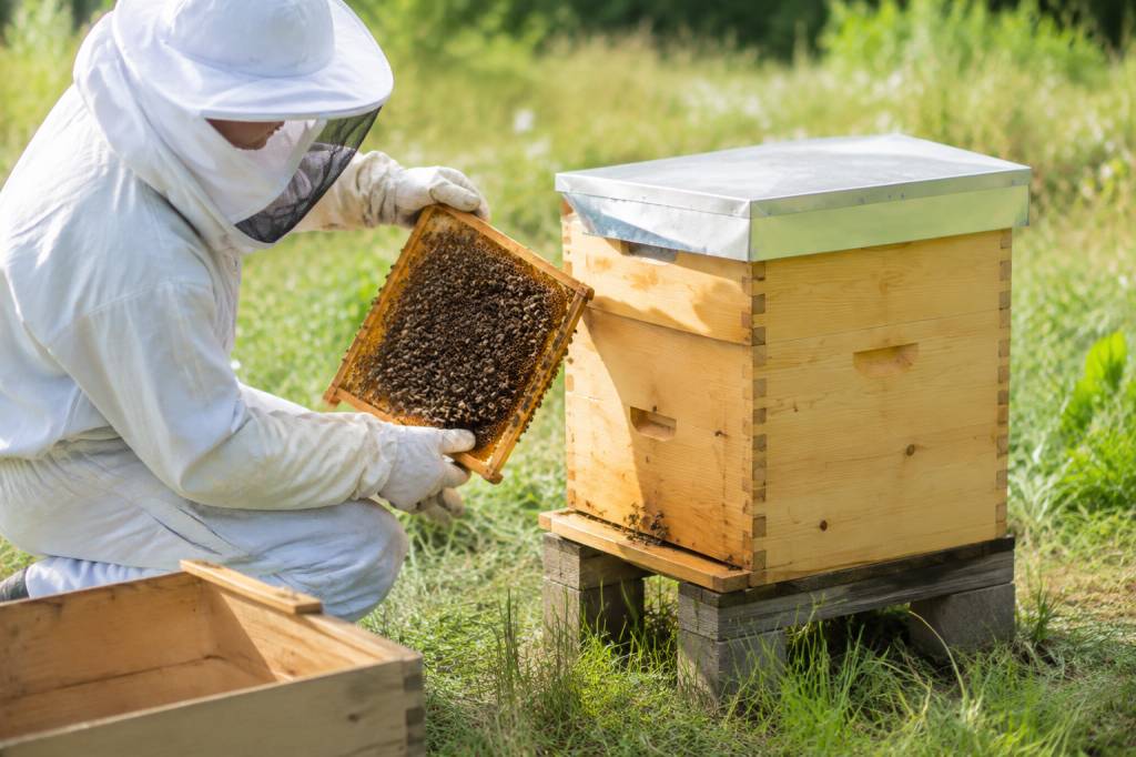 Ruche basse consommation : plan pour une apiculture plus économe