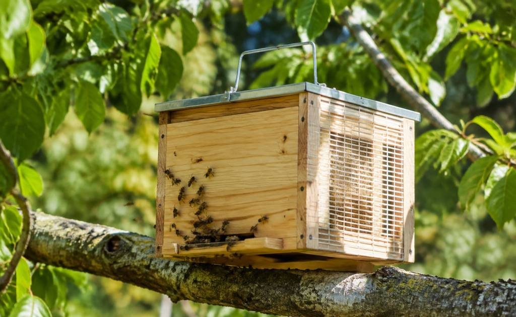 Ruchette piège : comment l’utiliser pour capturer les essaims d’abeilles