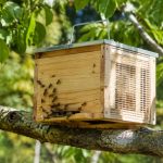 Ruchette piège : comment l’utiliser pour capturer les essaims d’abeilles