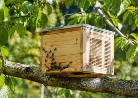 Ruchette piège : comment l’utiliser pour capturer les essaims d’abeilles