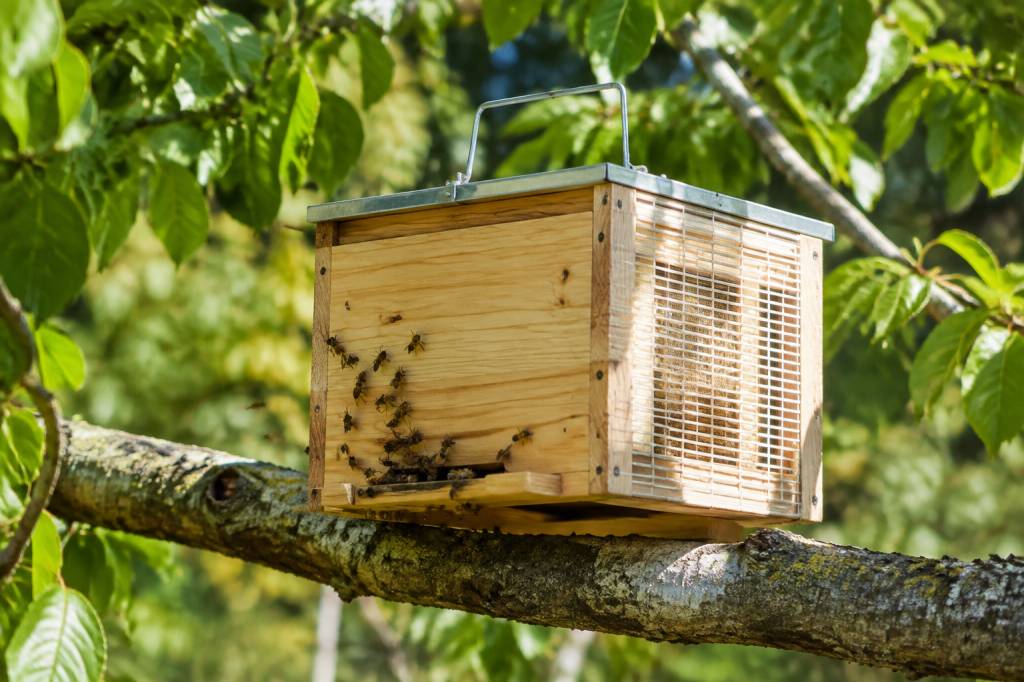 Ruchette piège : comment l’utiliser pour capturer les essaims d’abeilles